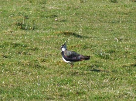 /images/Lapwings at Croglin3web compr1.JPG