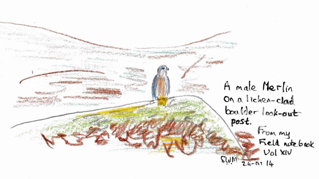 /images/Merlin male SWM sketch Langholm Moors 20171compr1.jpg