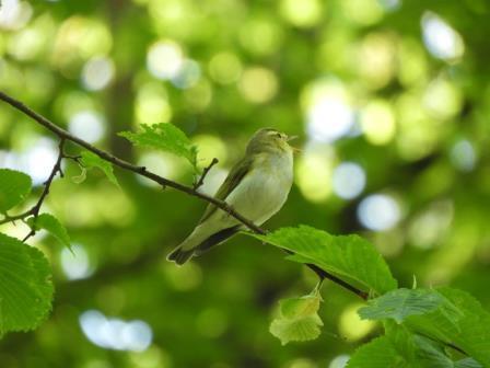 /images/Wood Warbler Miltonrigg Wood Brampton (13) compr web.JPG